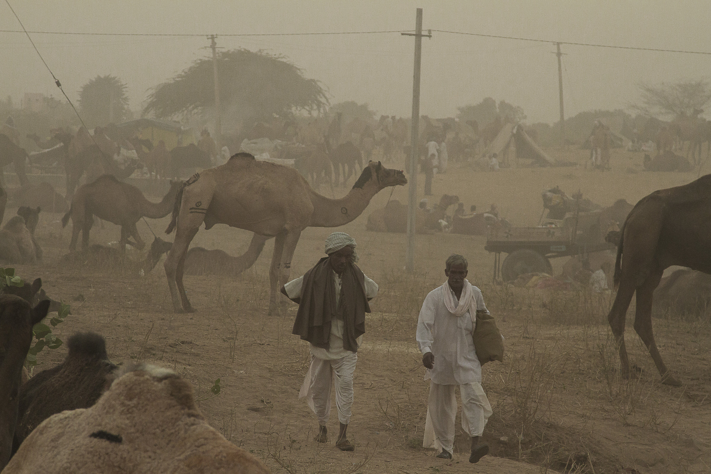Camel Fair