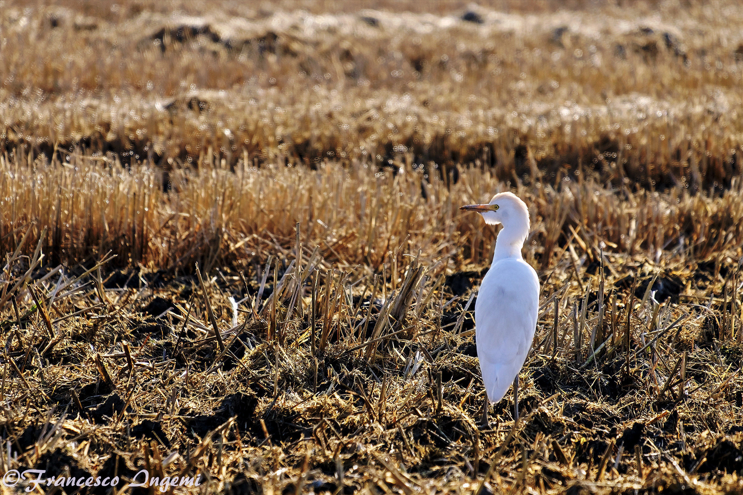 Rice fields in winter: egret at sunset