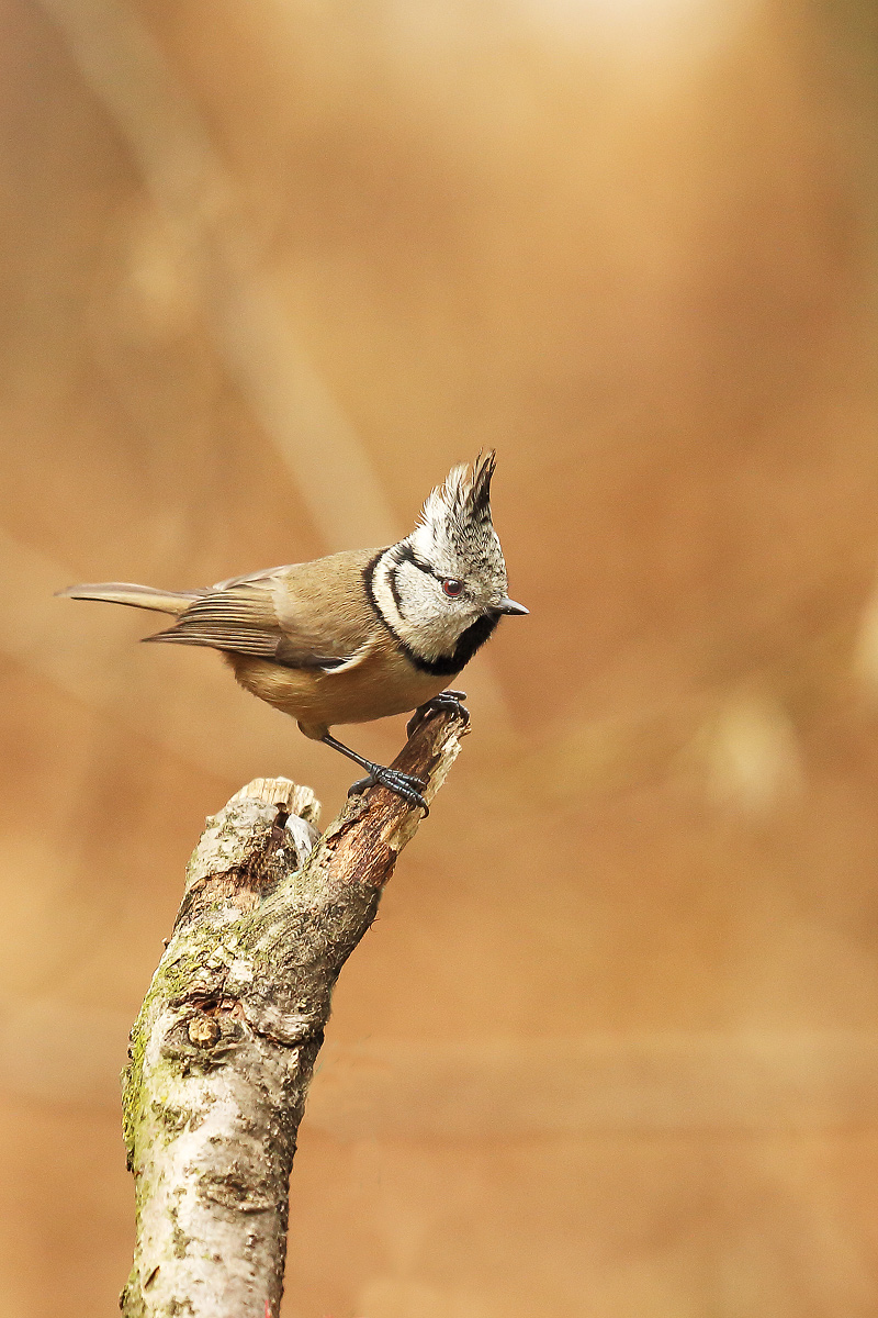 crested tit