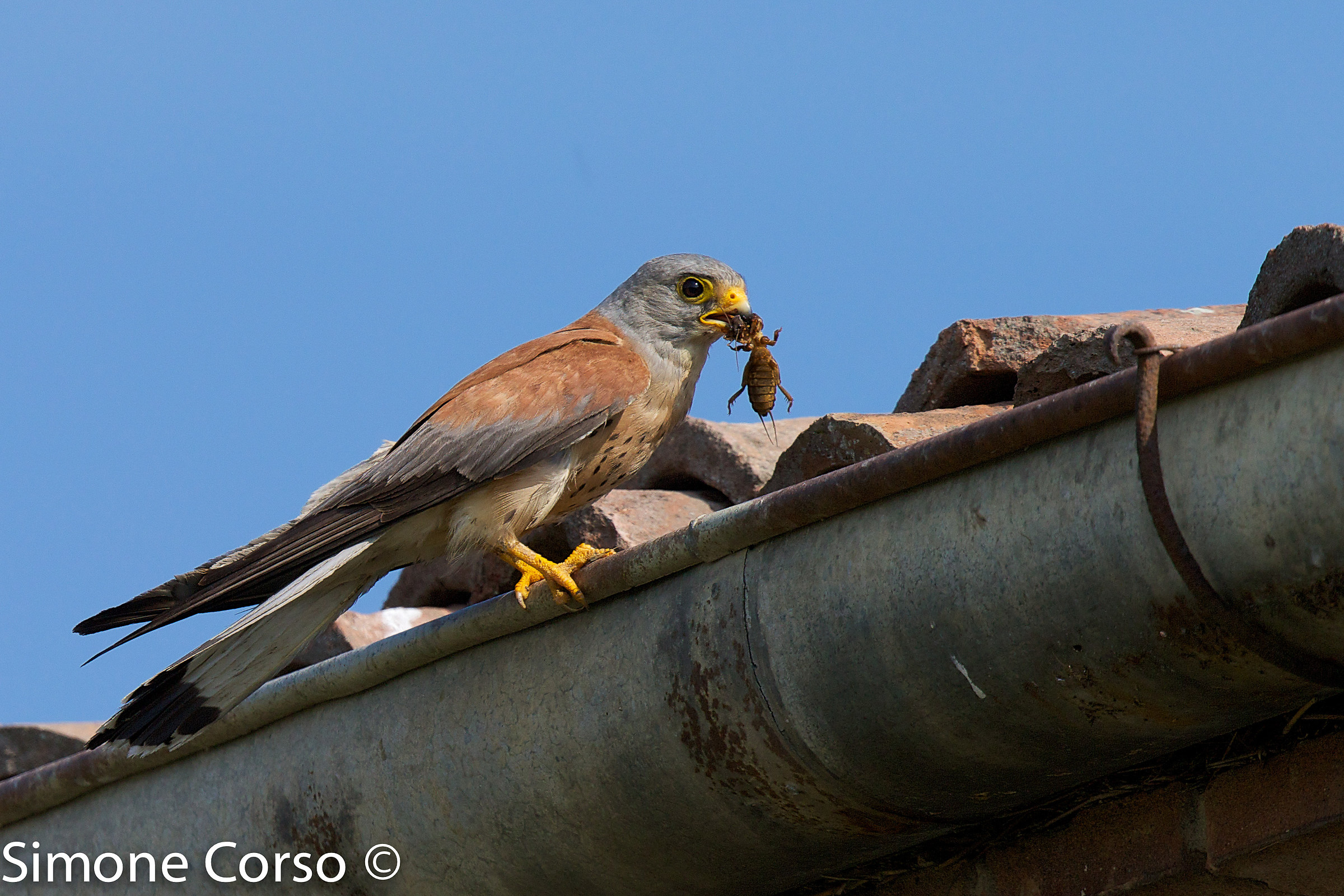 Grillato and its Scarabeo