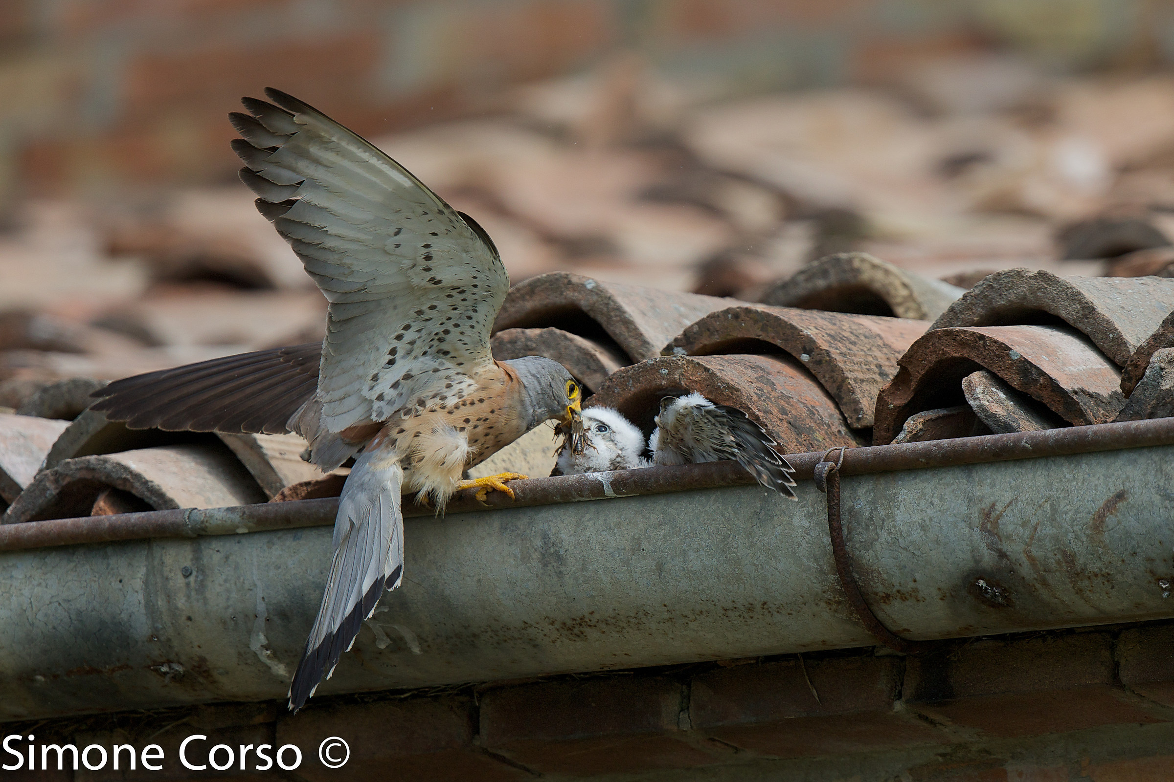 The lesser kestrel and its small