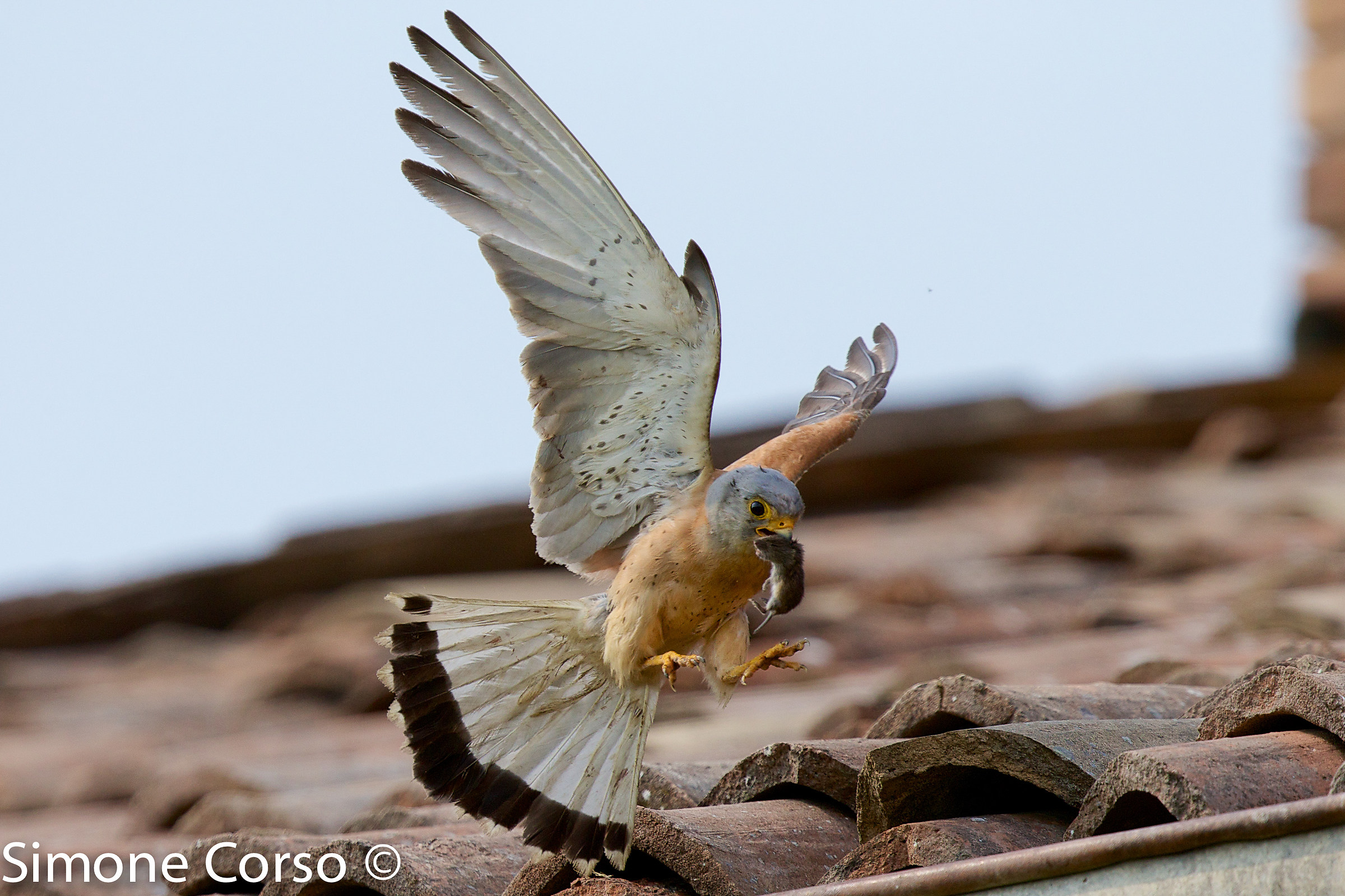 The lesser kestrel flies with his rat