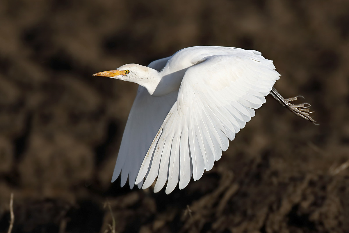 Cattle Egret