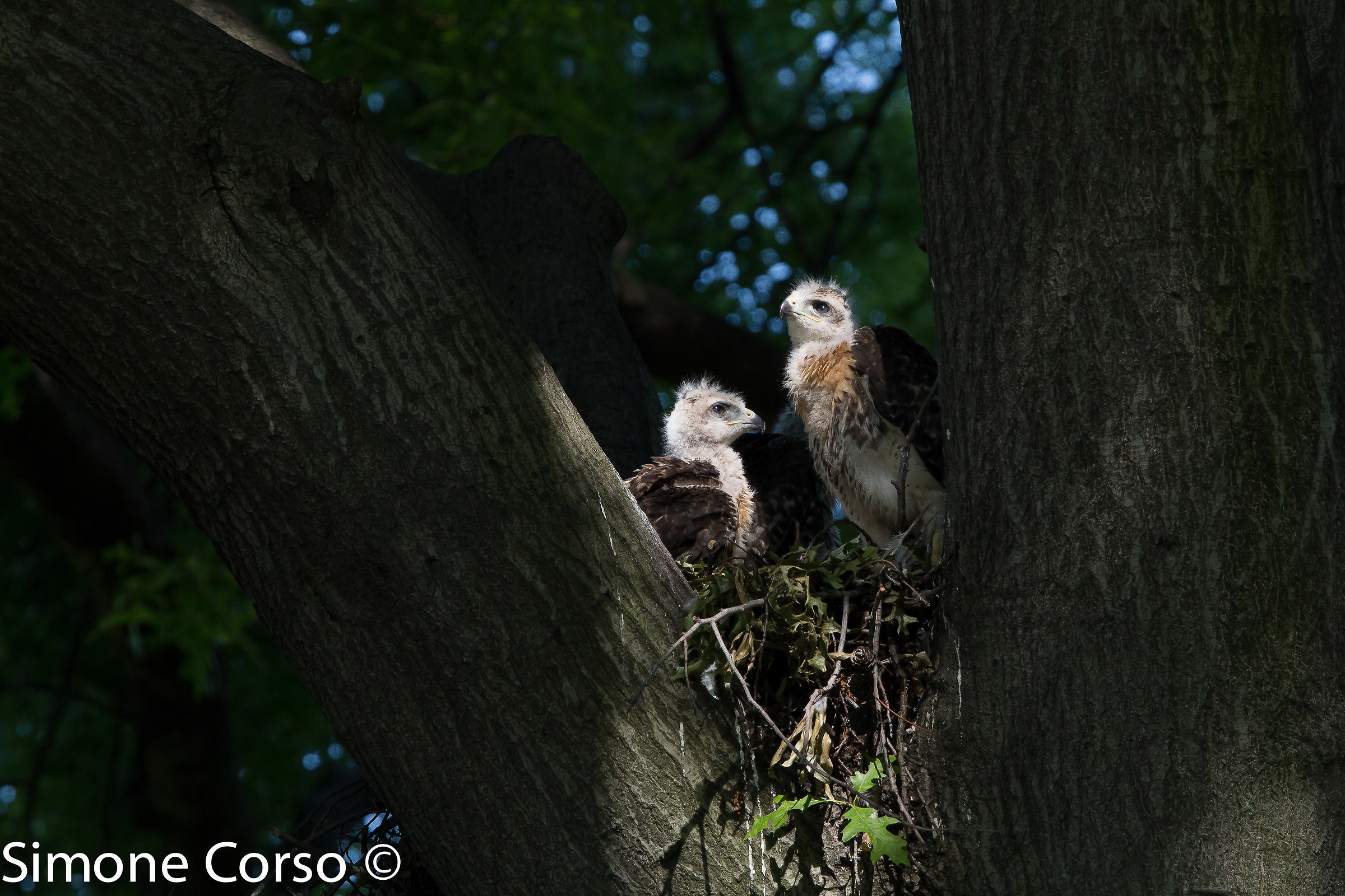 Red Hawk, the two chicks