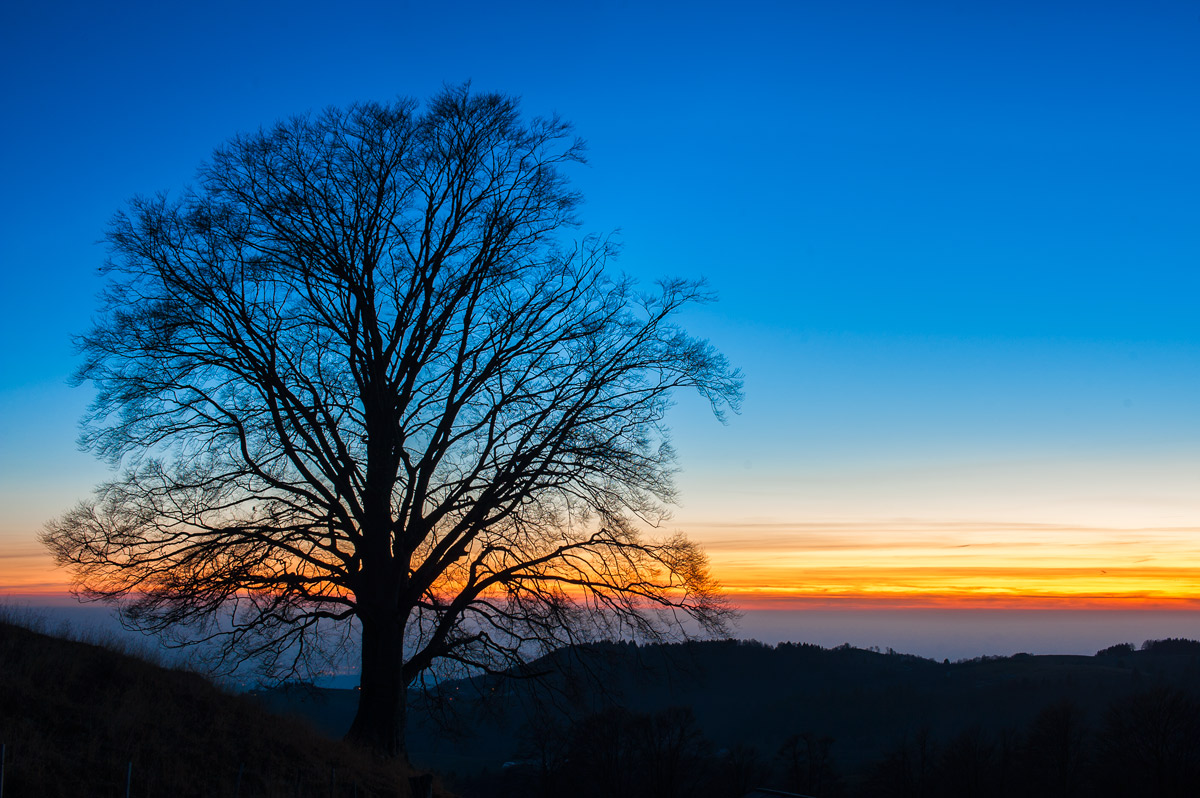 il faggio, un tramonto e la nebbia