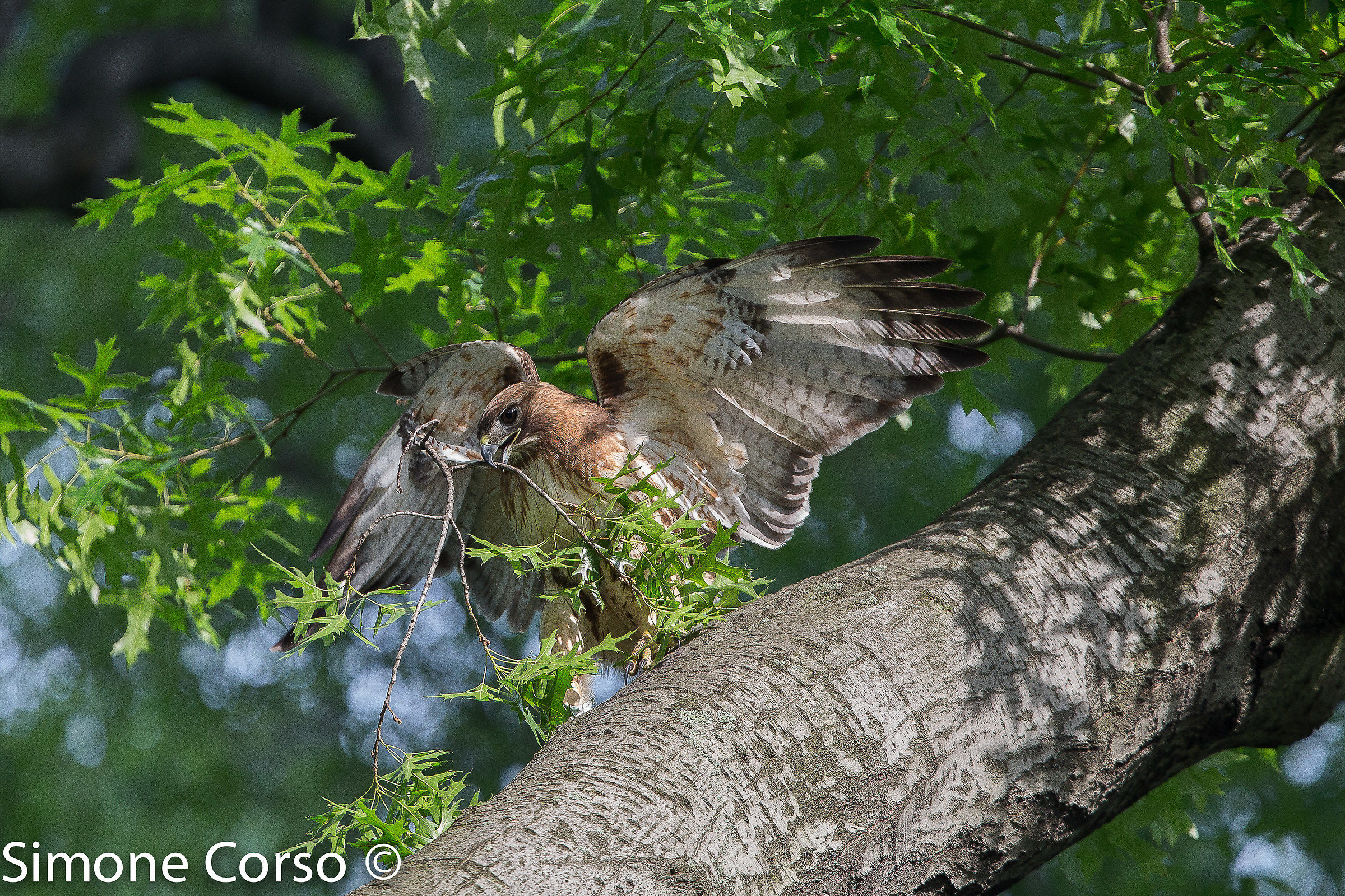 Mom leads off new Red Hawk in nest