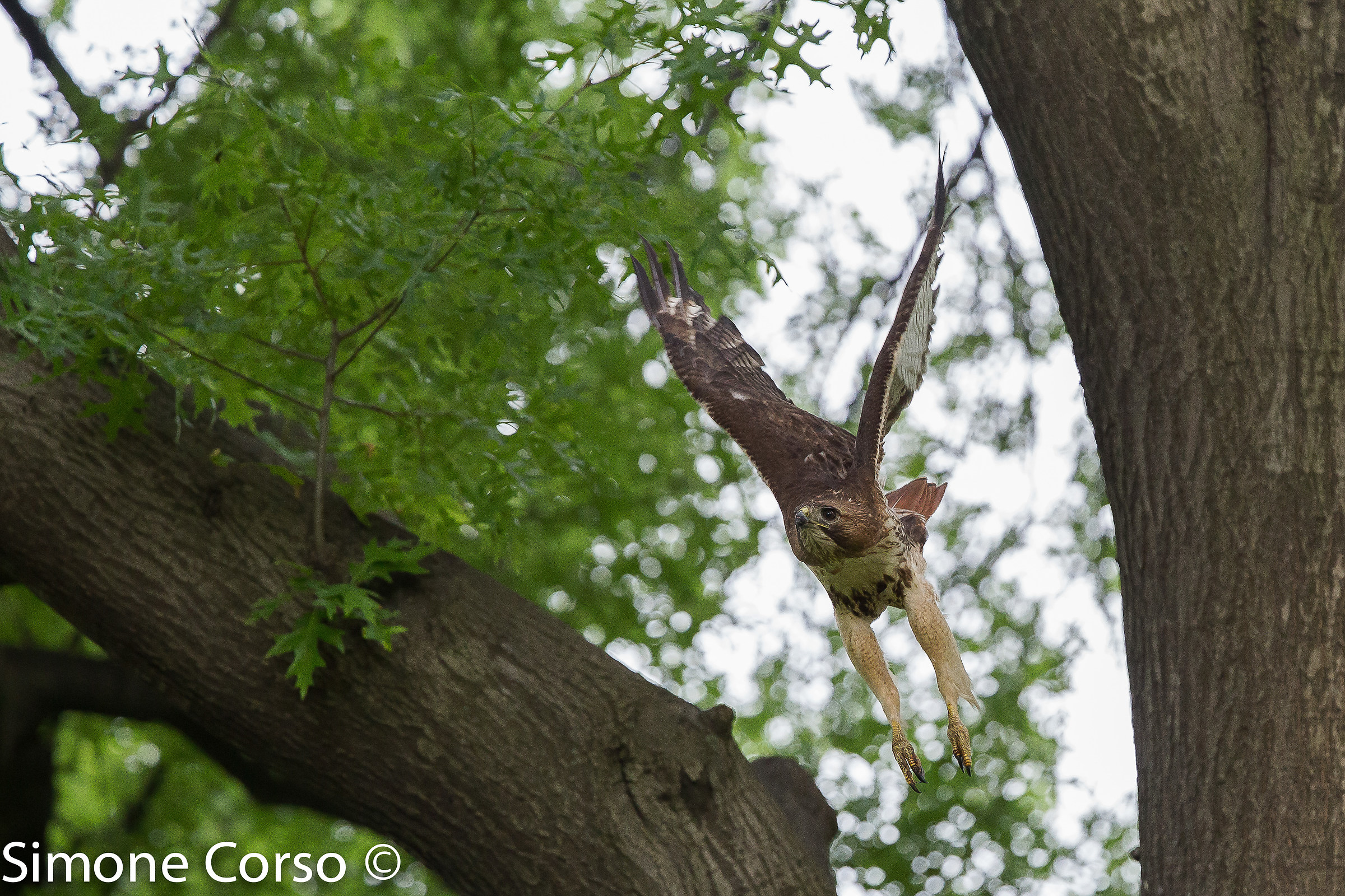 Mama Falco goes in search of a prey for puppies