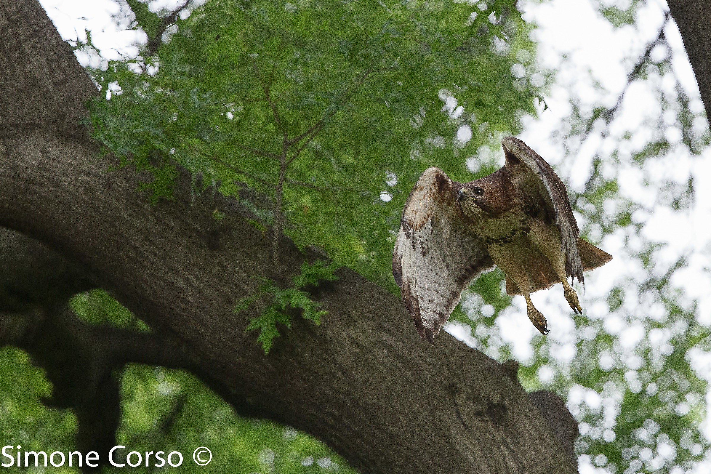 Red Hawk in flight