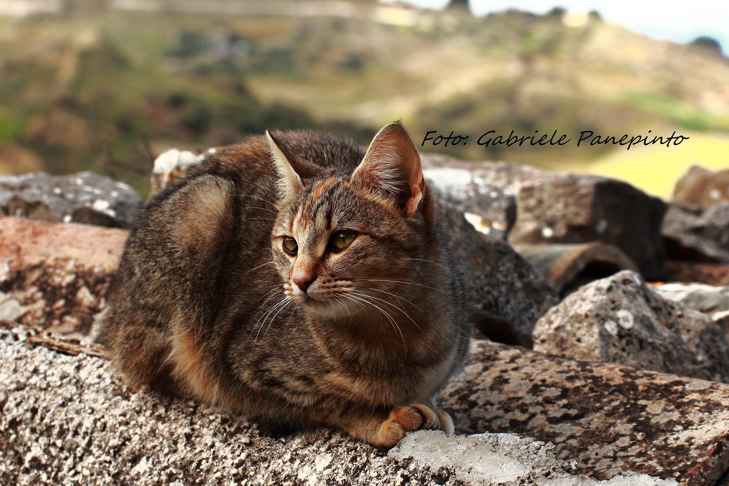 La gatta sul tetto... in cotto!