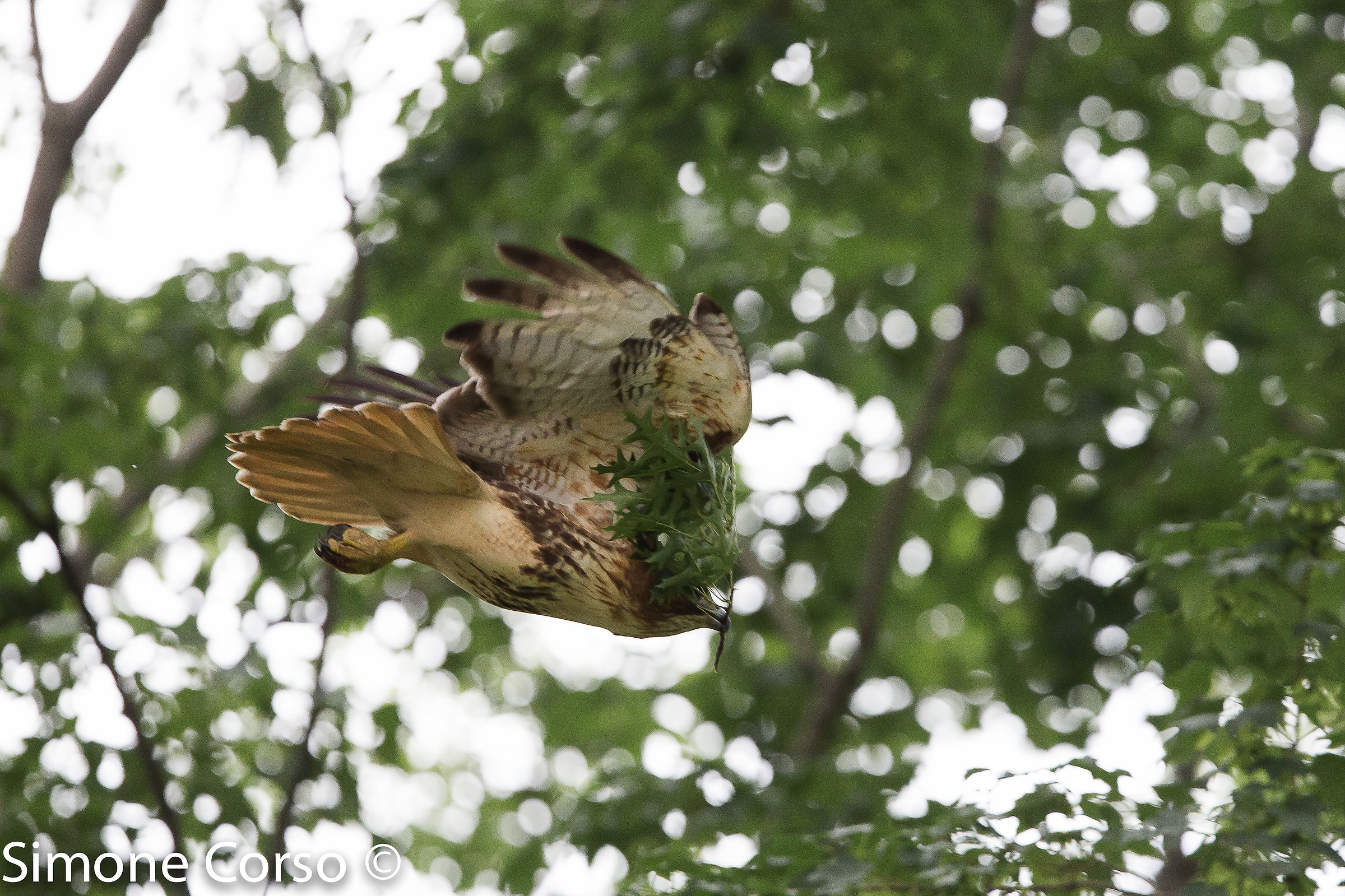 New leaves in the nest ....