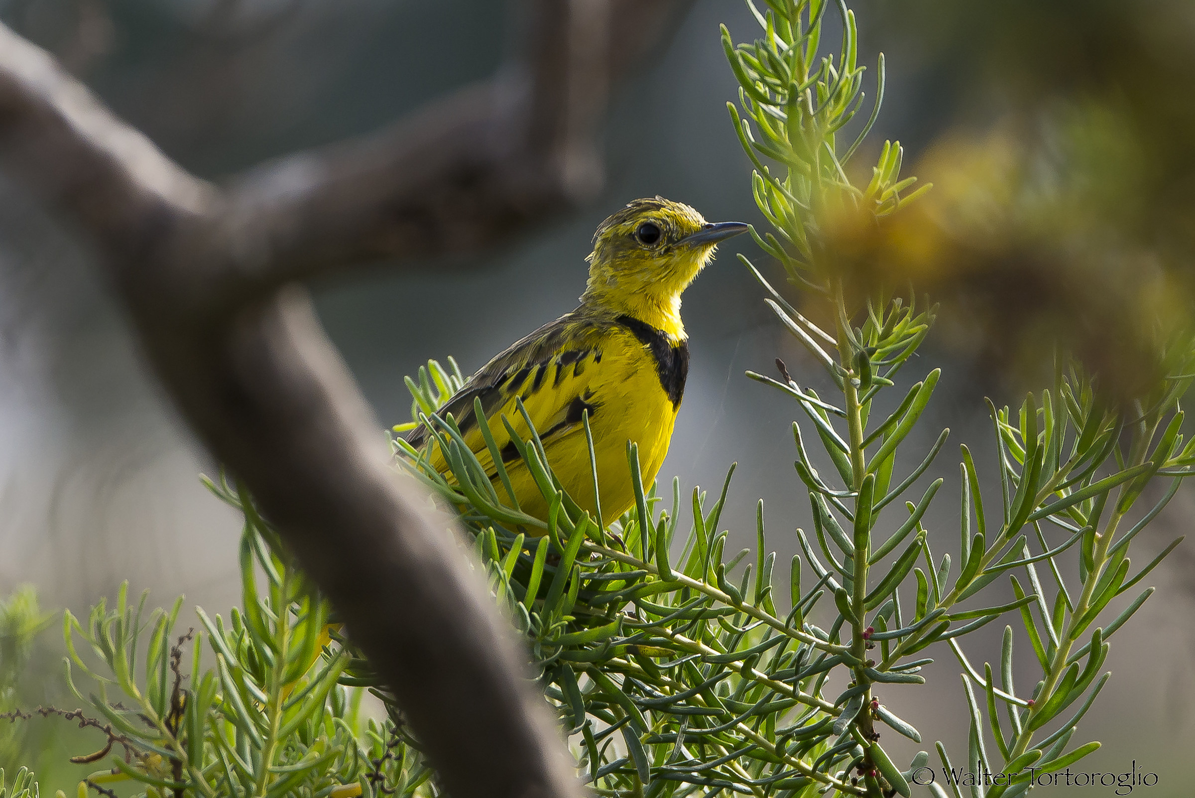 ...non so come ti chiami