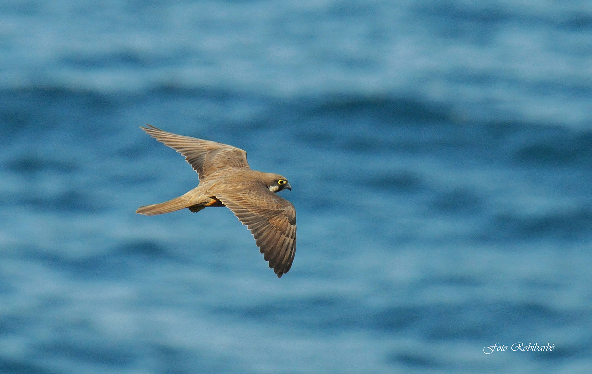 La regina volante...