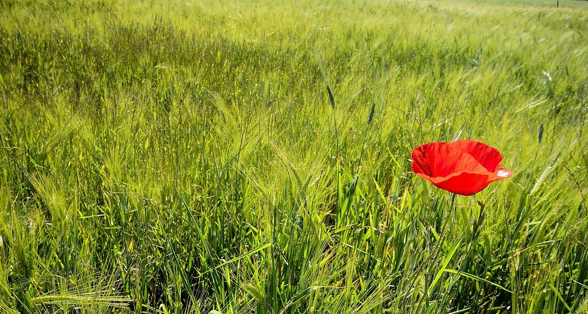 Un solo papavero