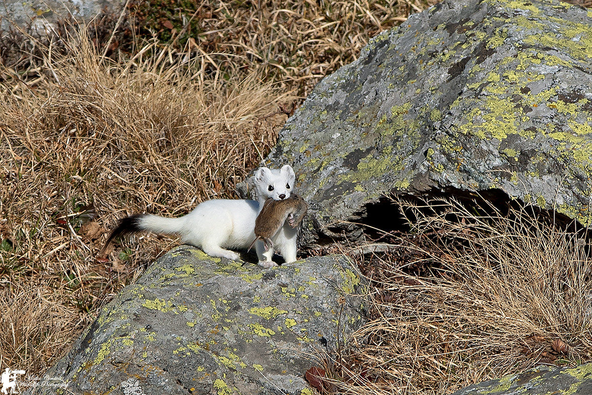 White ermine with prey ...
