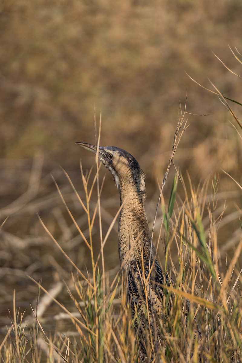 Bittern