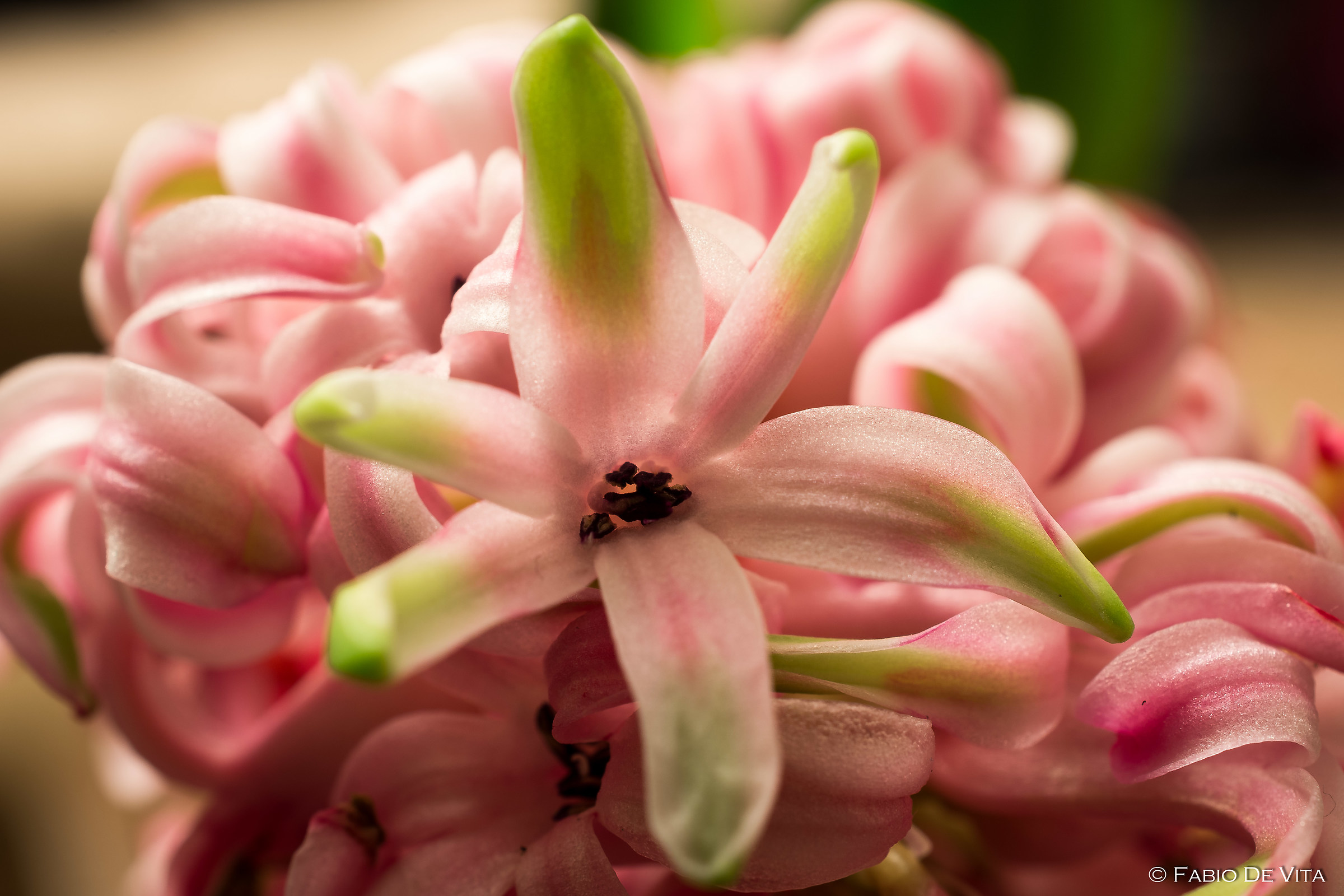 Hyacinthus