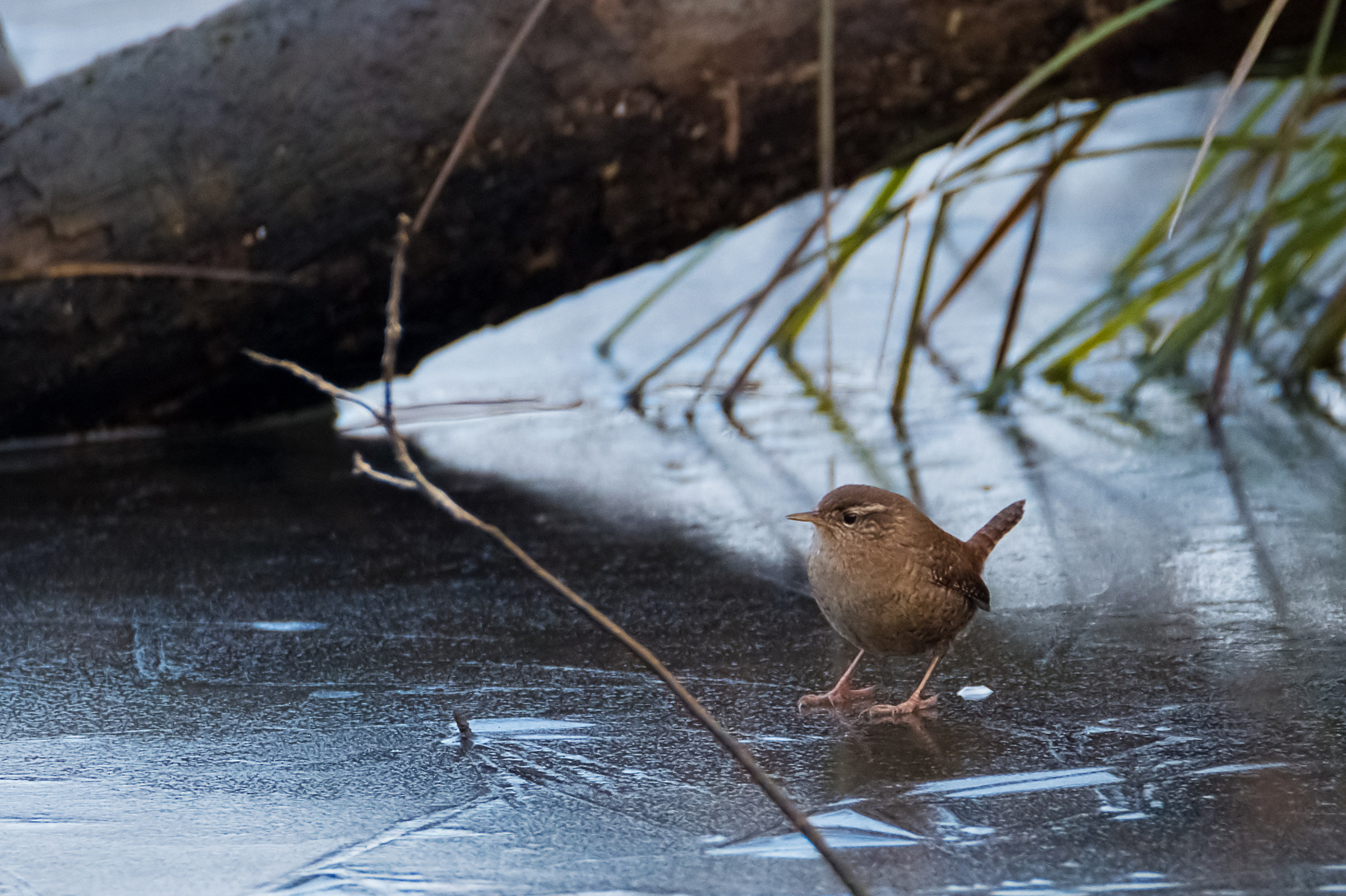 Scricciolo on ice ...