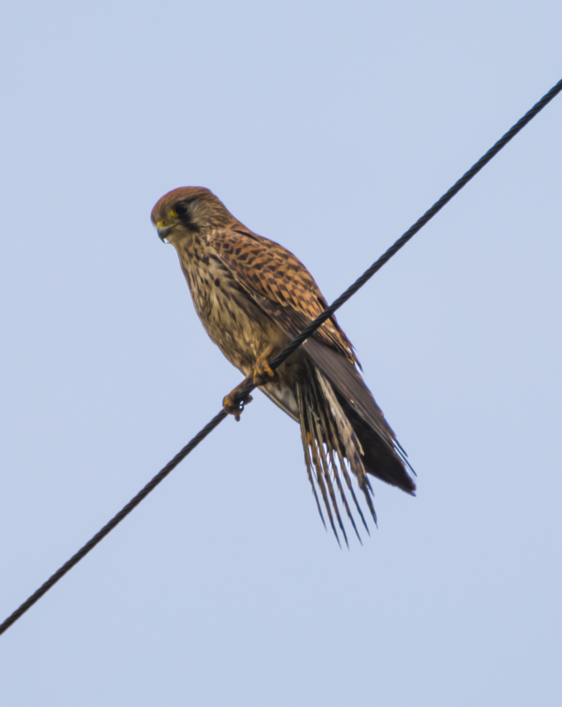 Il mio primo rapace 1
