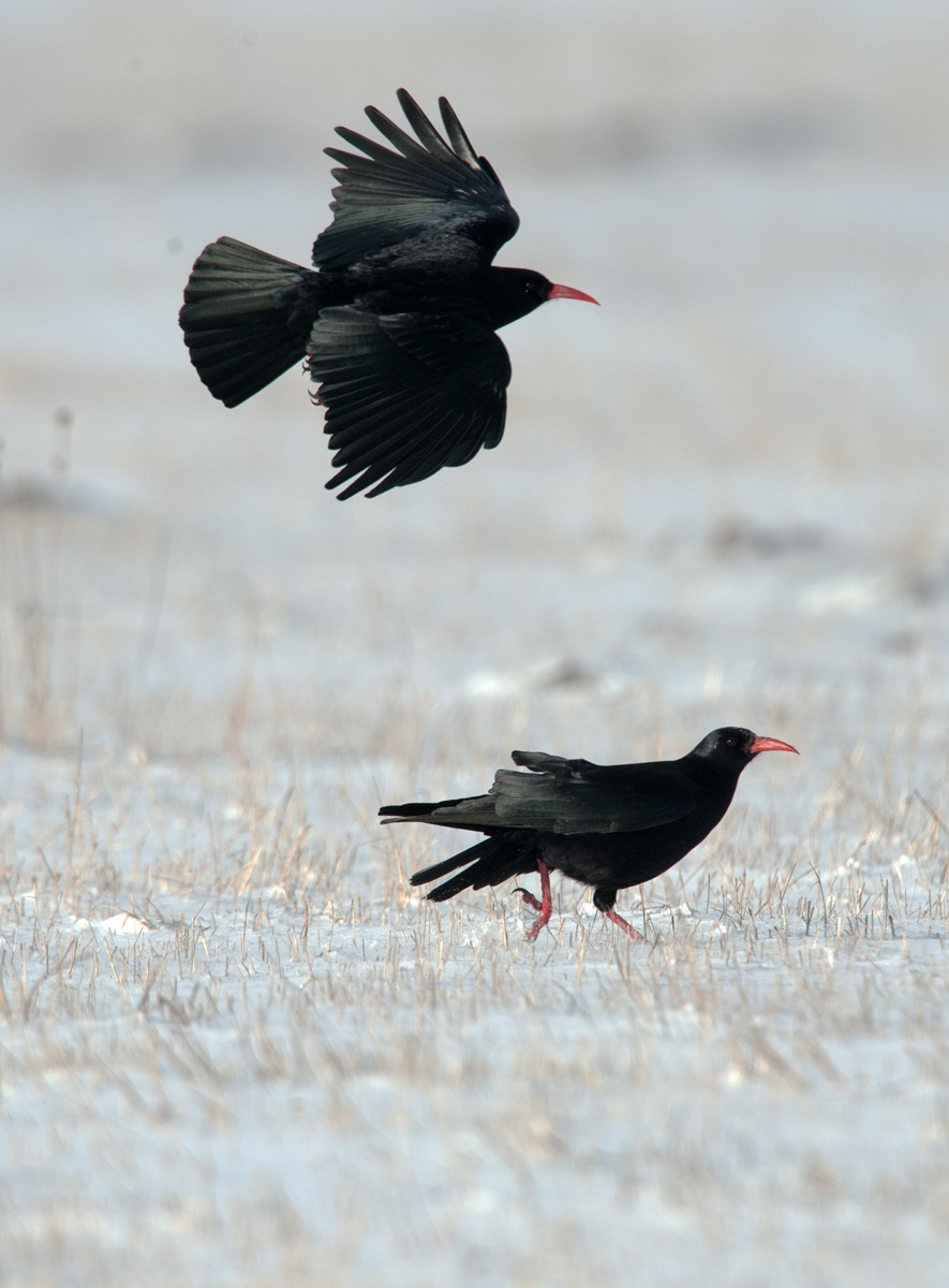 choughs 1