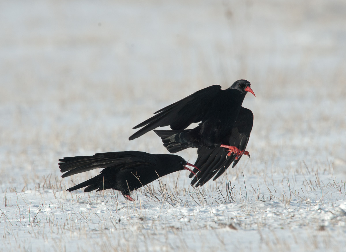 choughs 3
