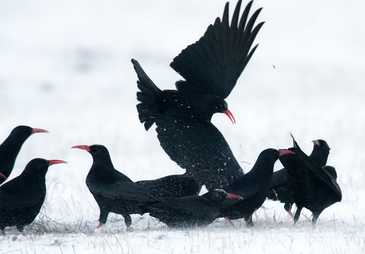 choughs corallini4