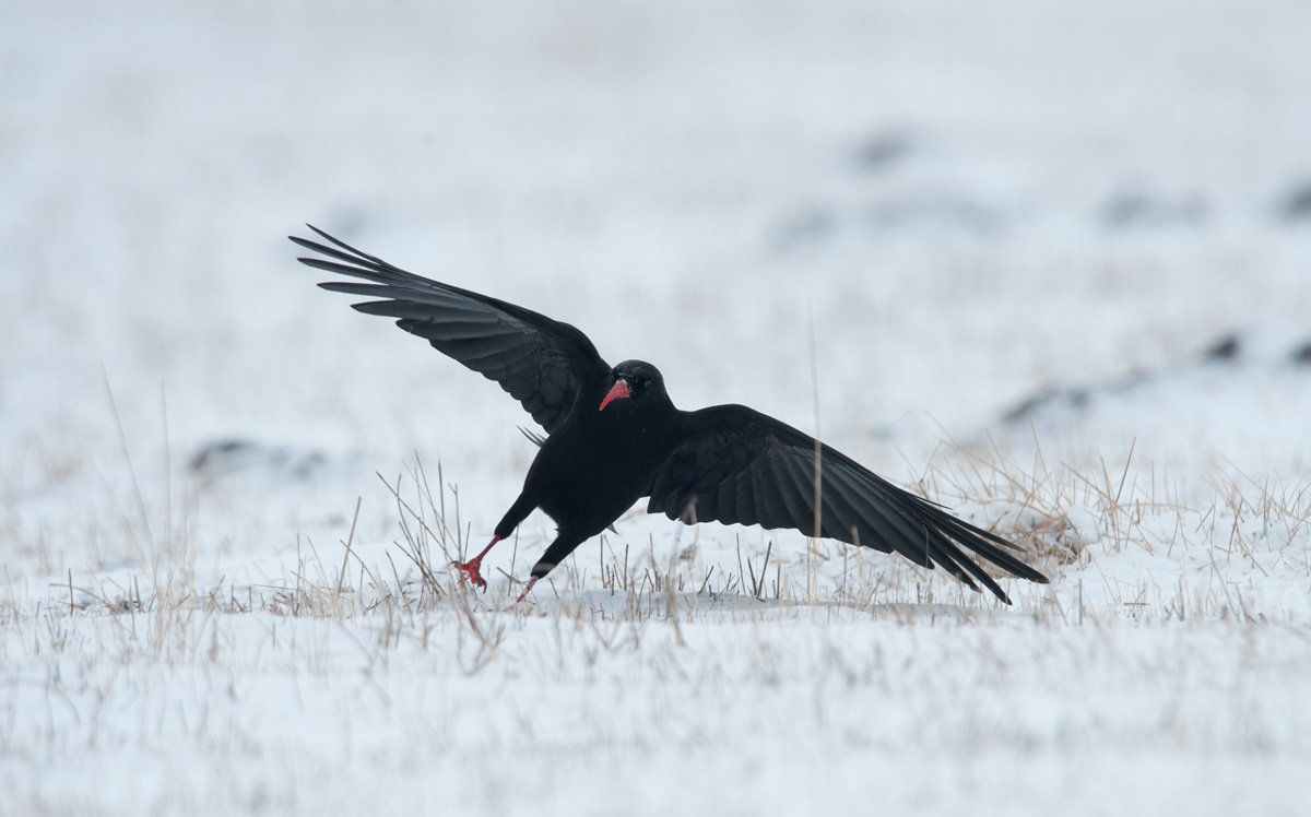 choughs corallini5