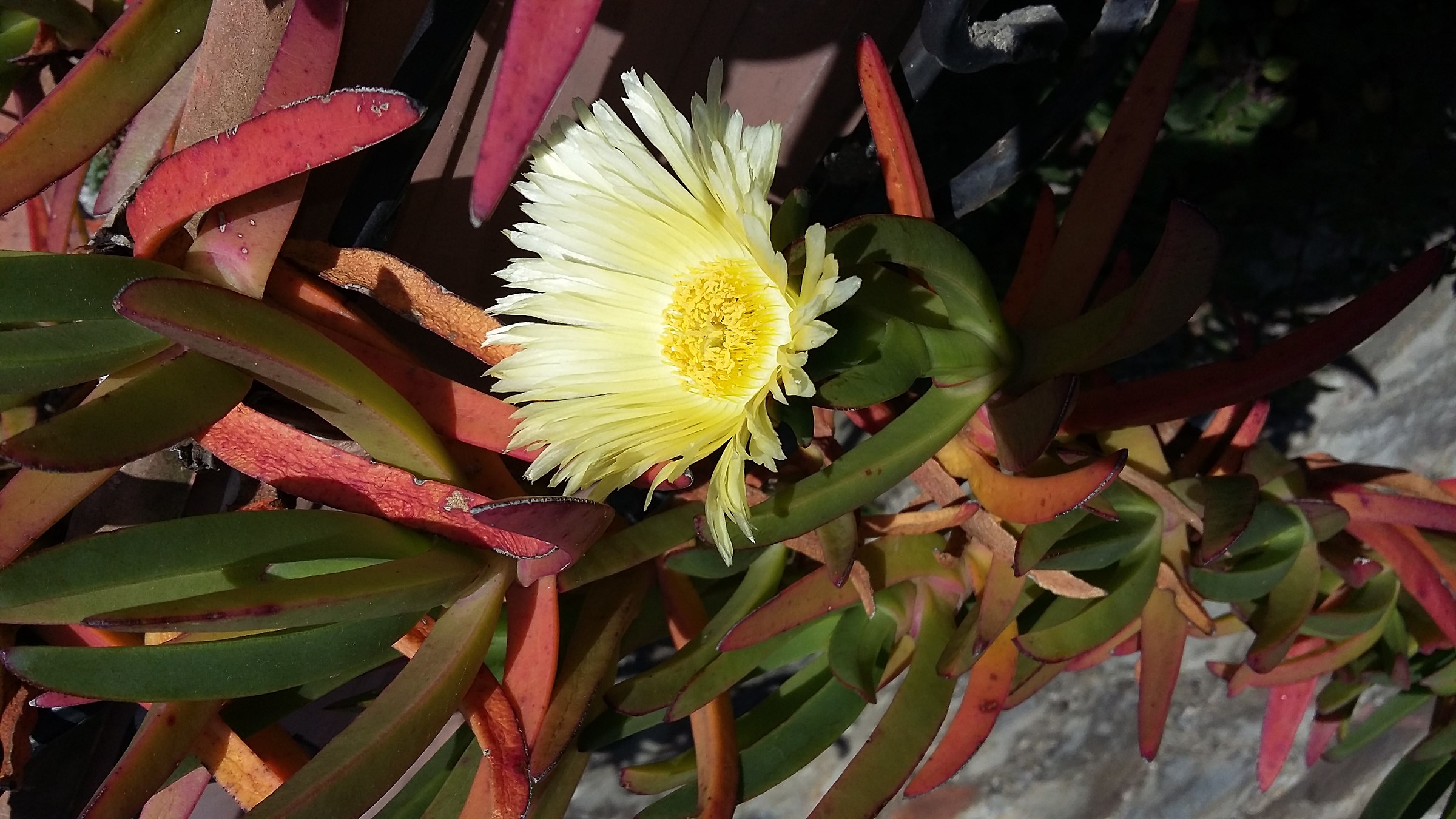 Carpobrotus