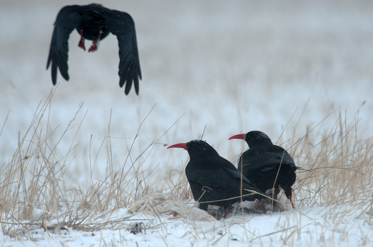 choughs corallini7