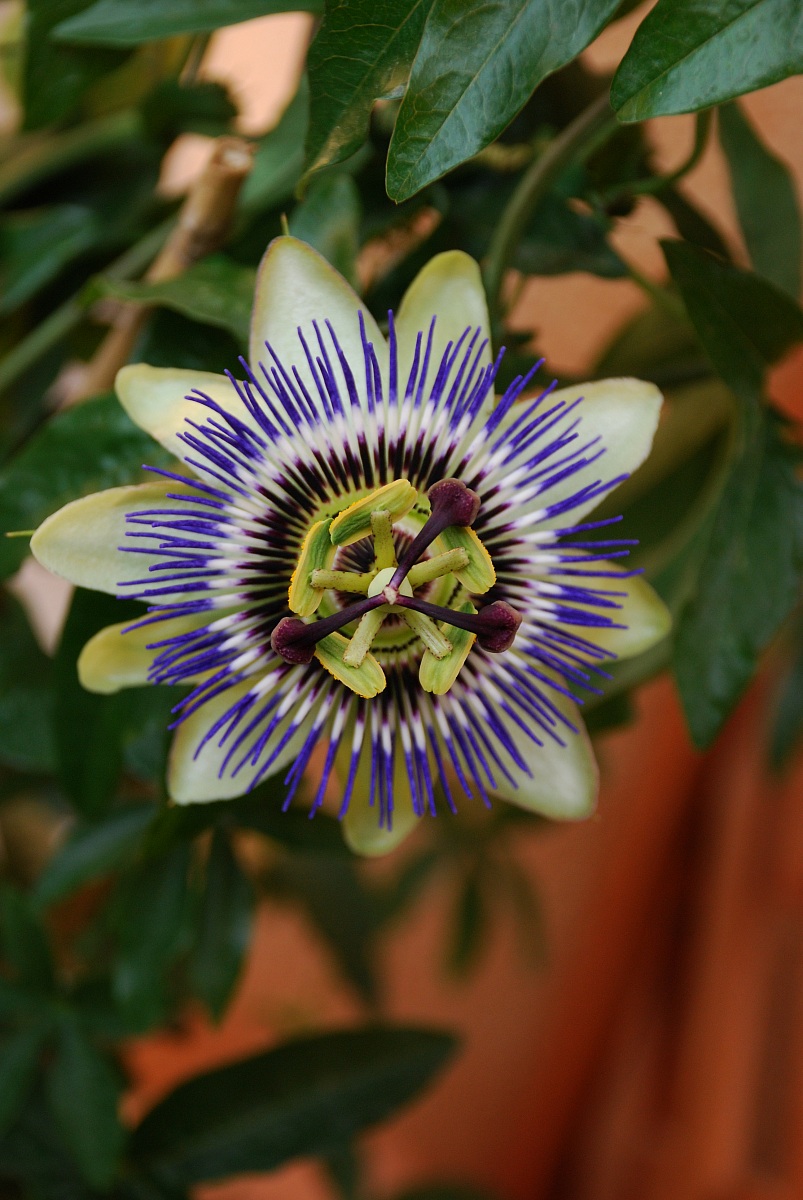 passiflora