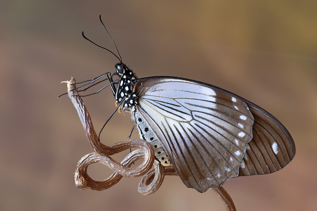 Papilio dardanus