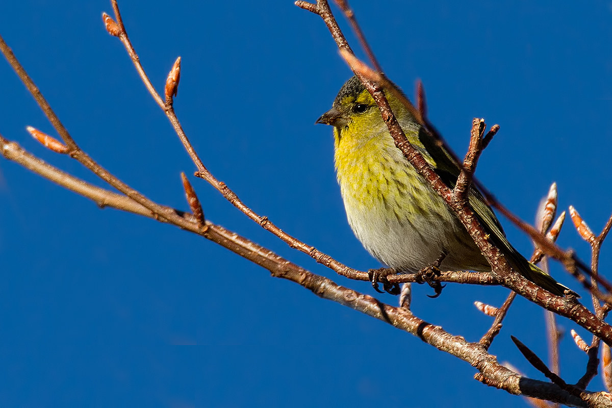 Siskin?