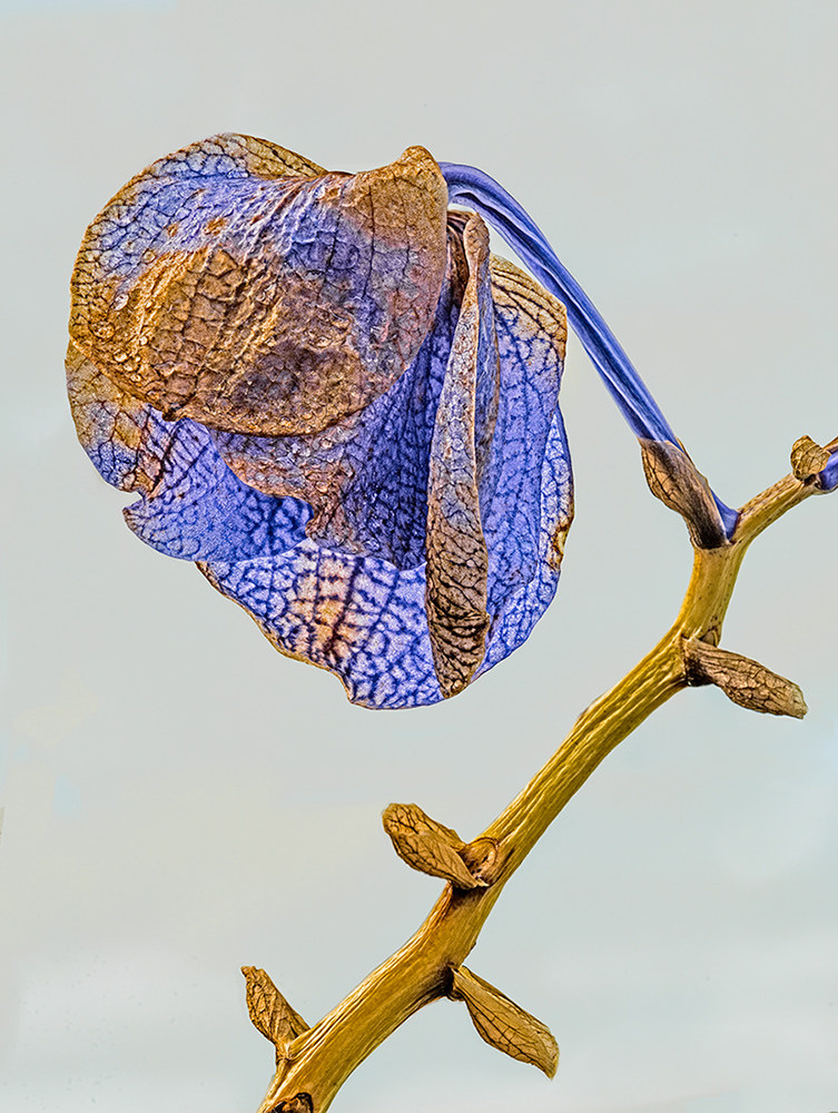 Orchidea nella terza età