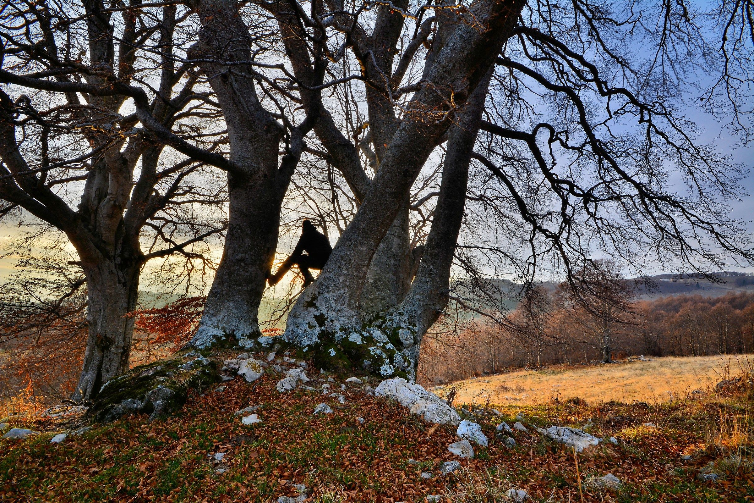 Secolari della Lessinia