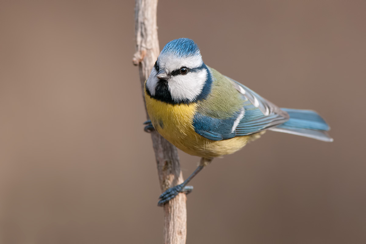face to face with the blue tit