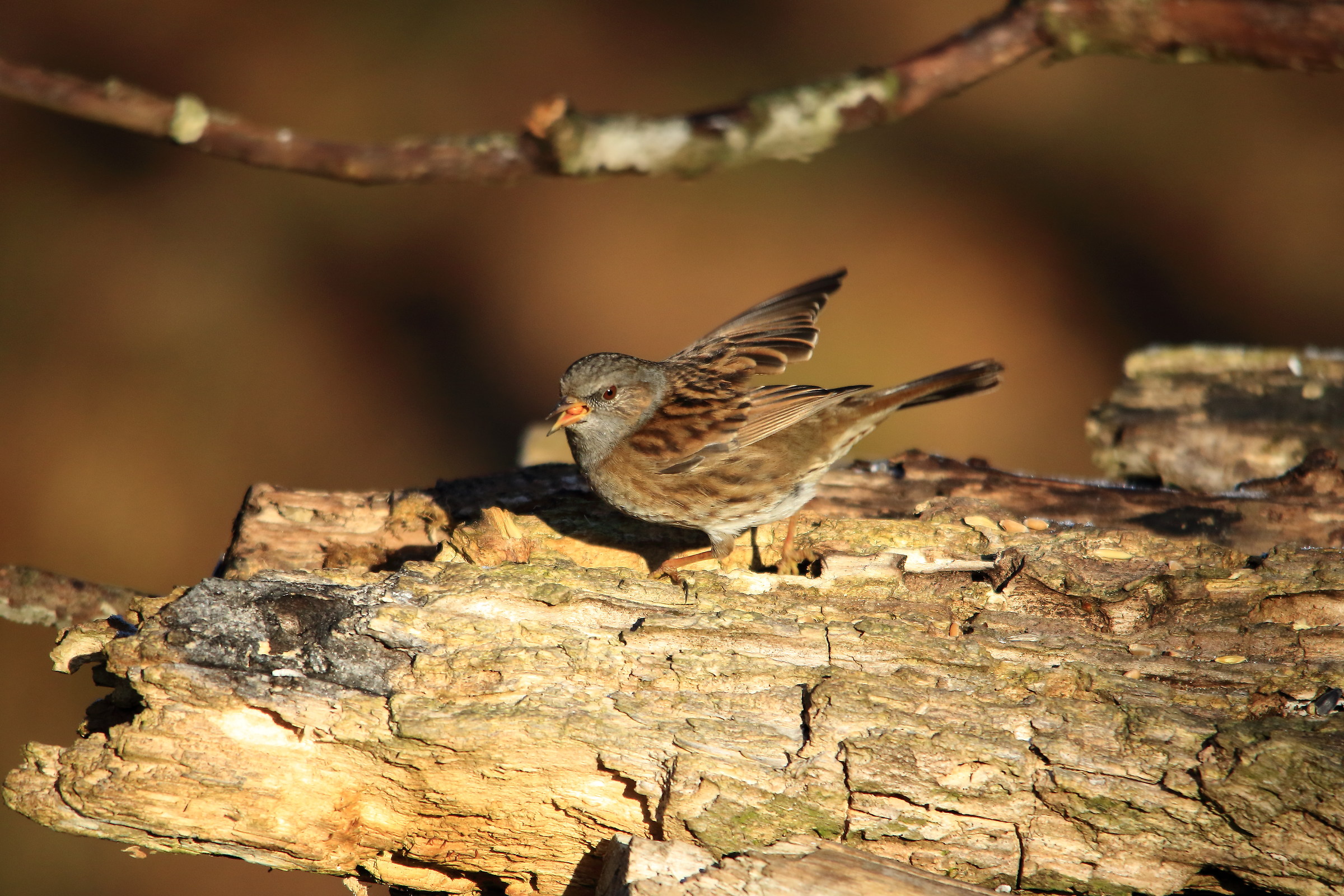 Dunnock