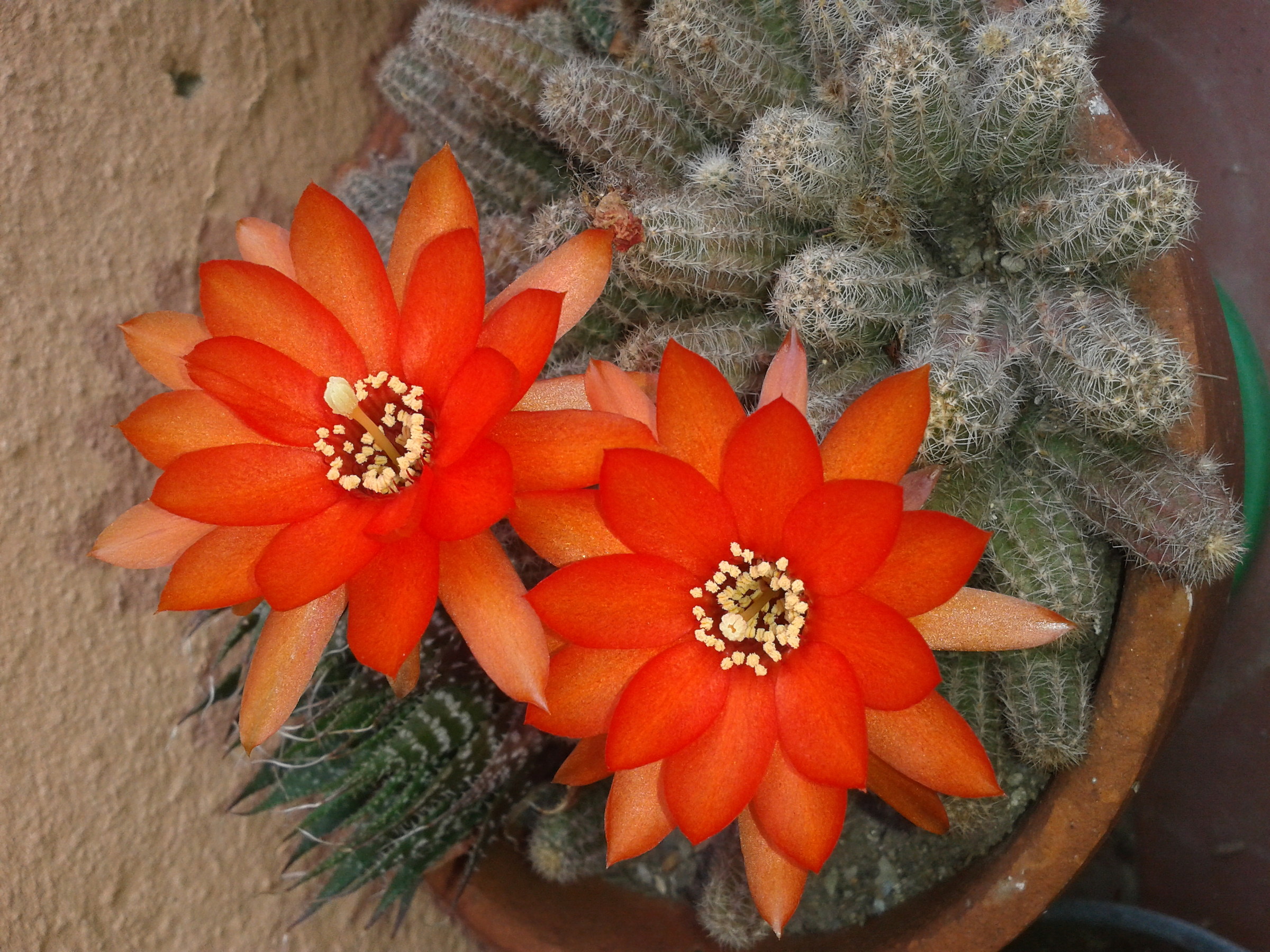 Echinopsis Chamaecereus