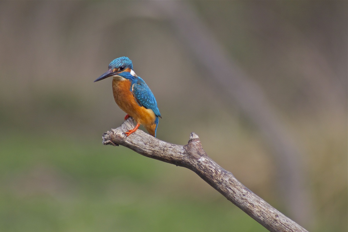 Kingfisher