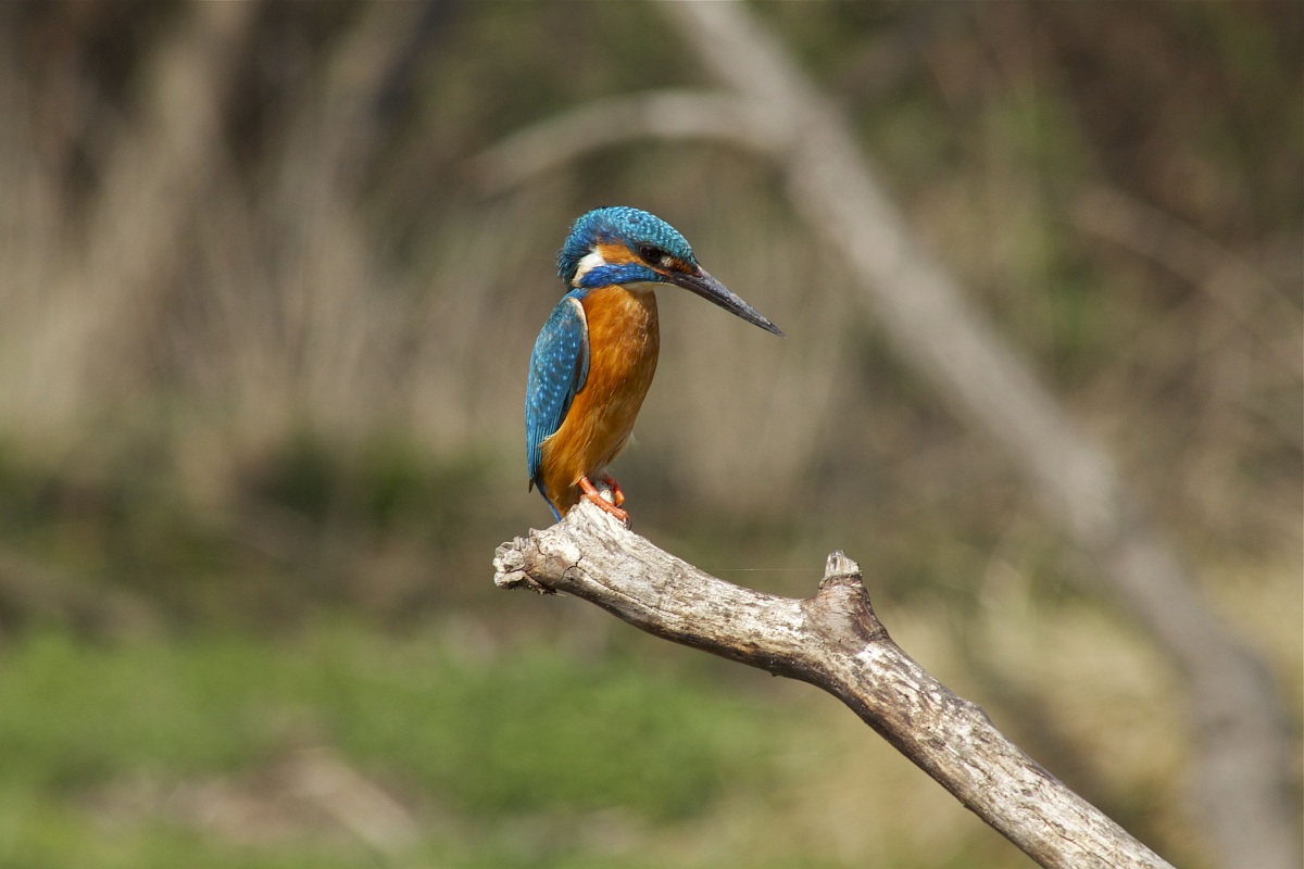 Kingfisher