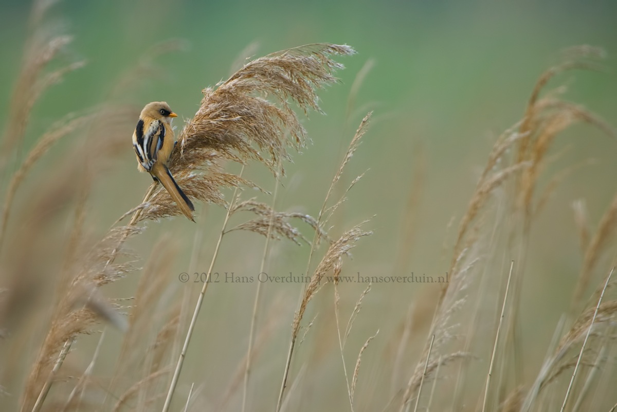 Bearded Reedling