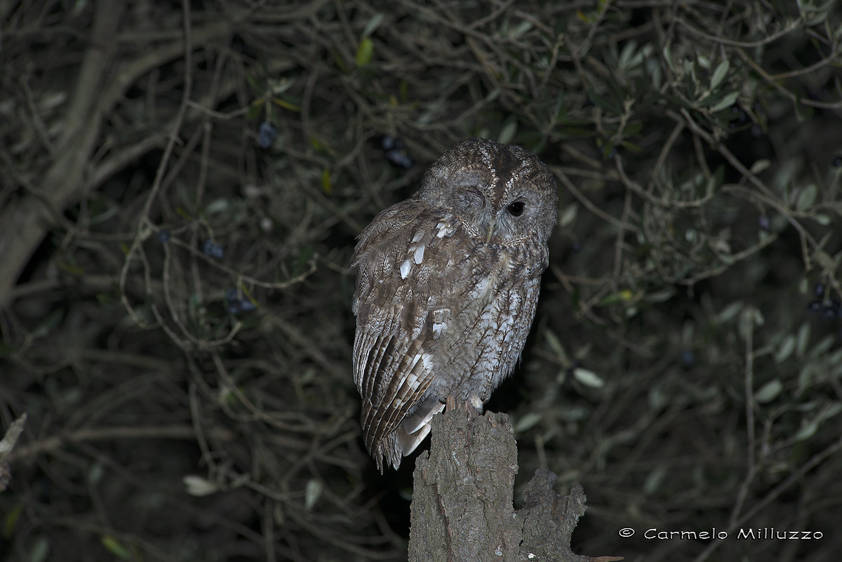 The Tawny Owl wink _ _