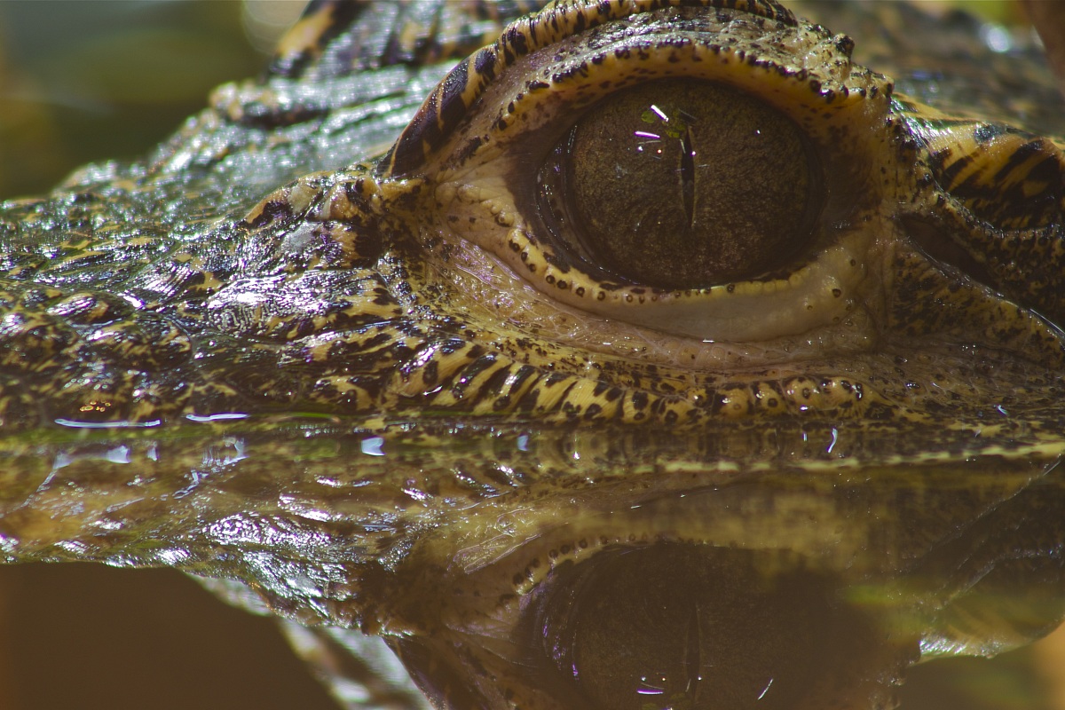 Caiman