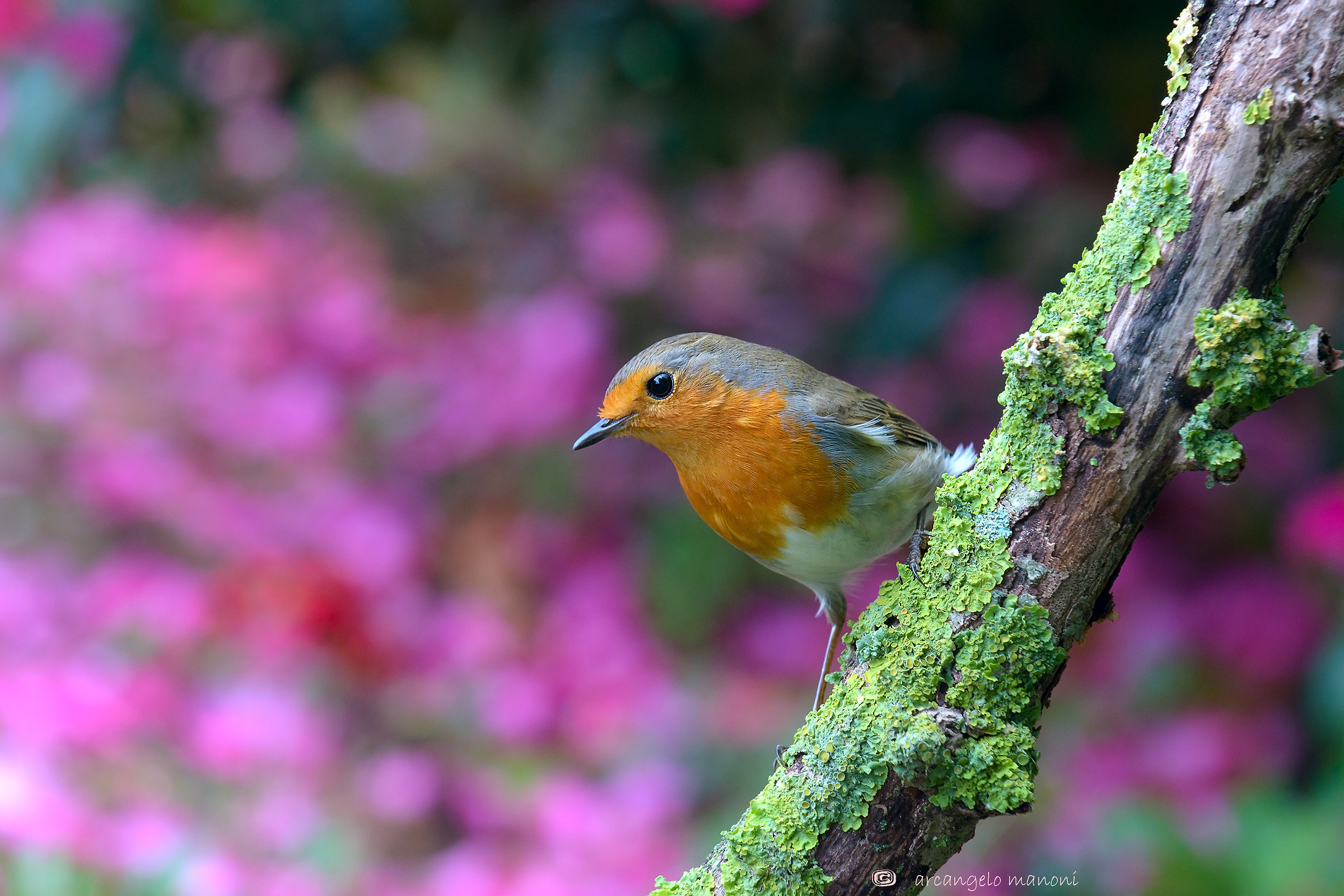 Robin che fa capolino