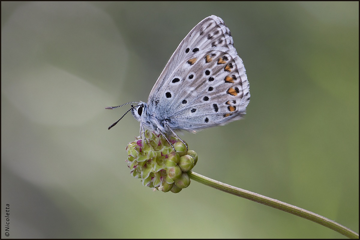 Polyommatus Hispanus