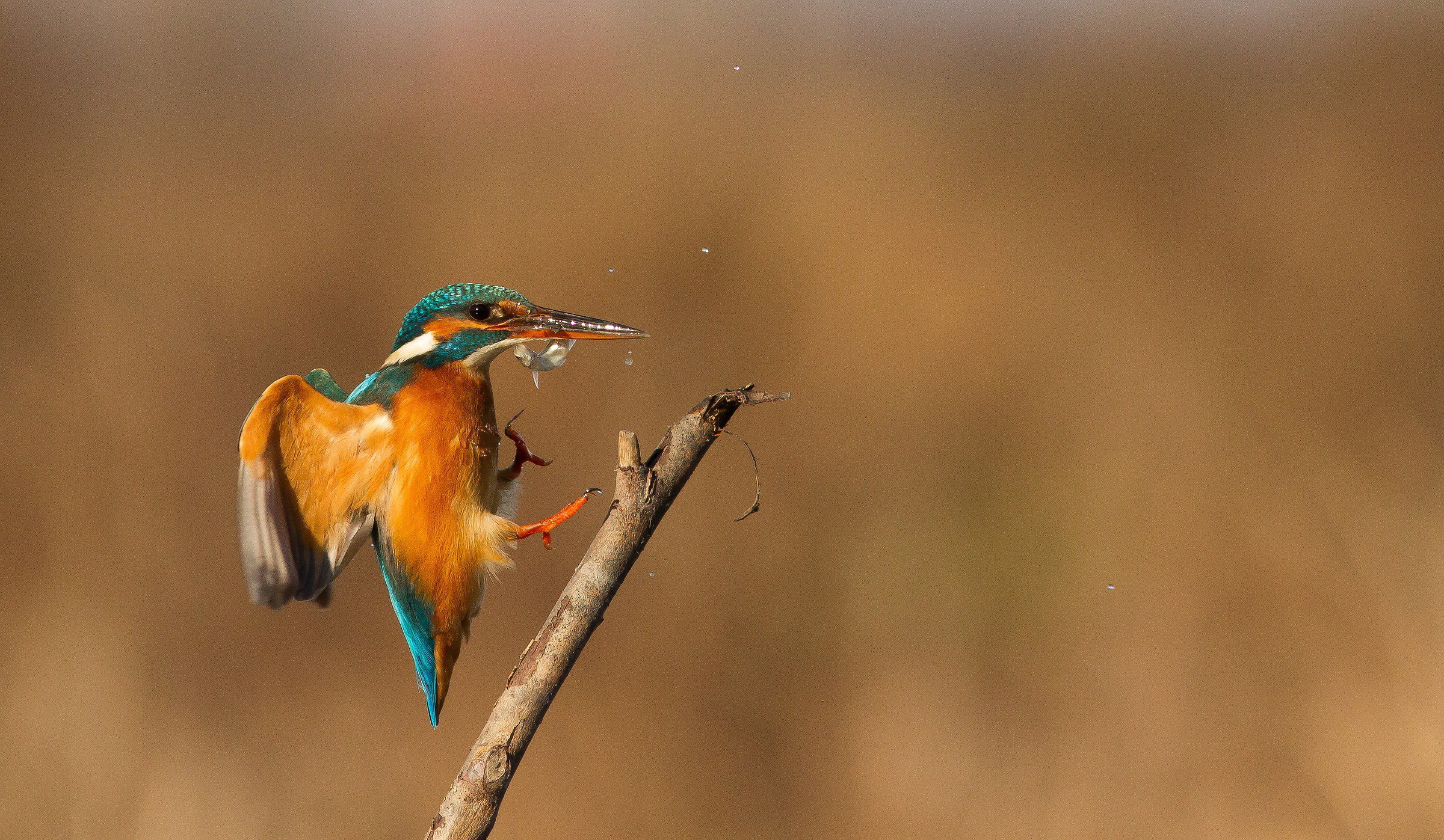 arrivo con pesce fresco,martina