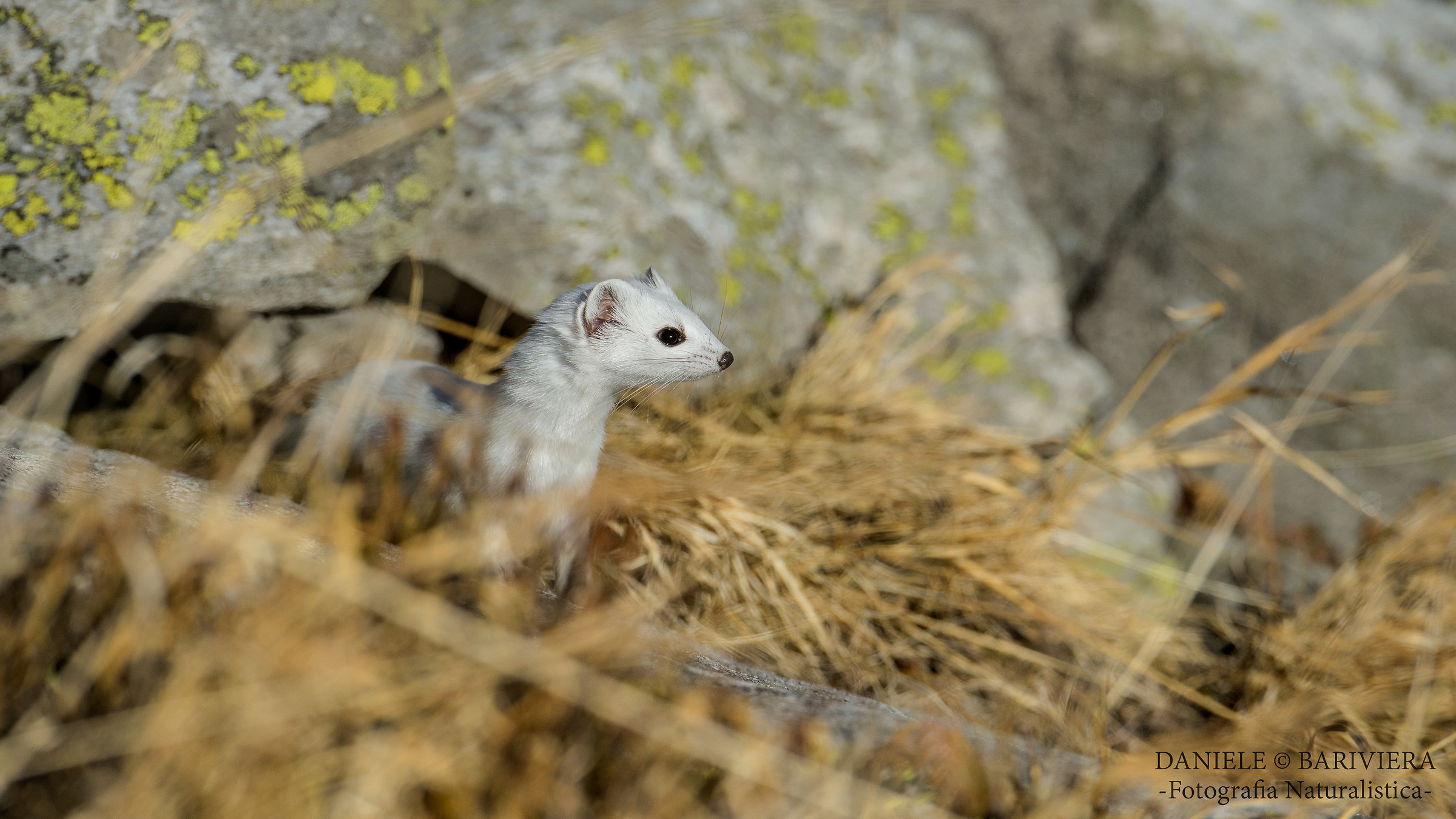 Ermellino attento....