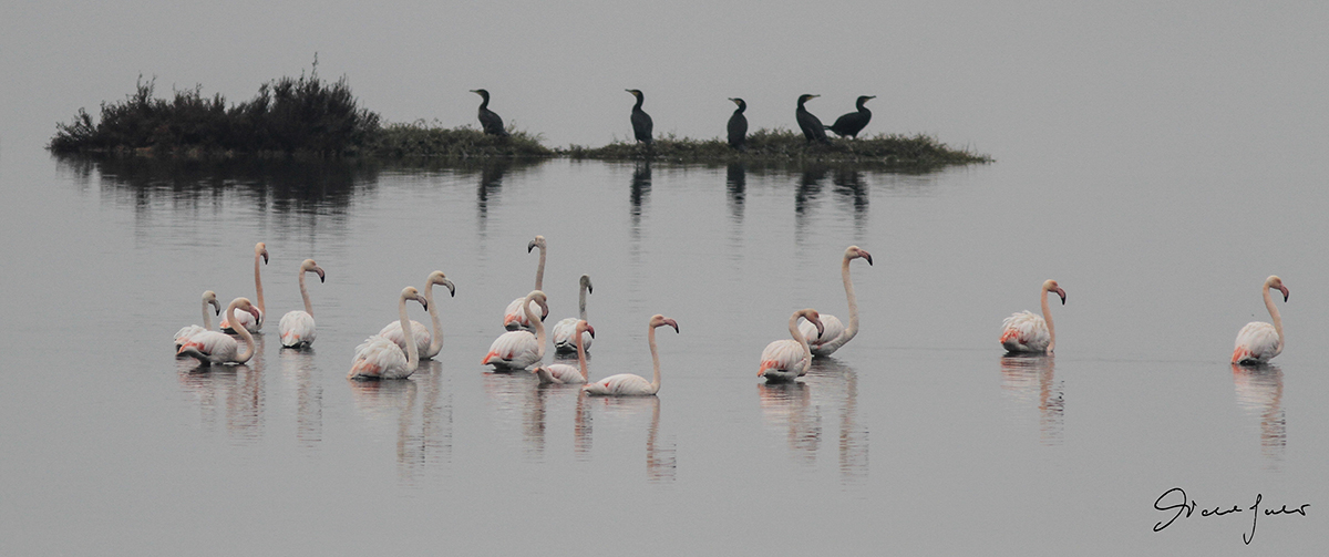 Flamingos on the Po Delta
