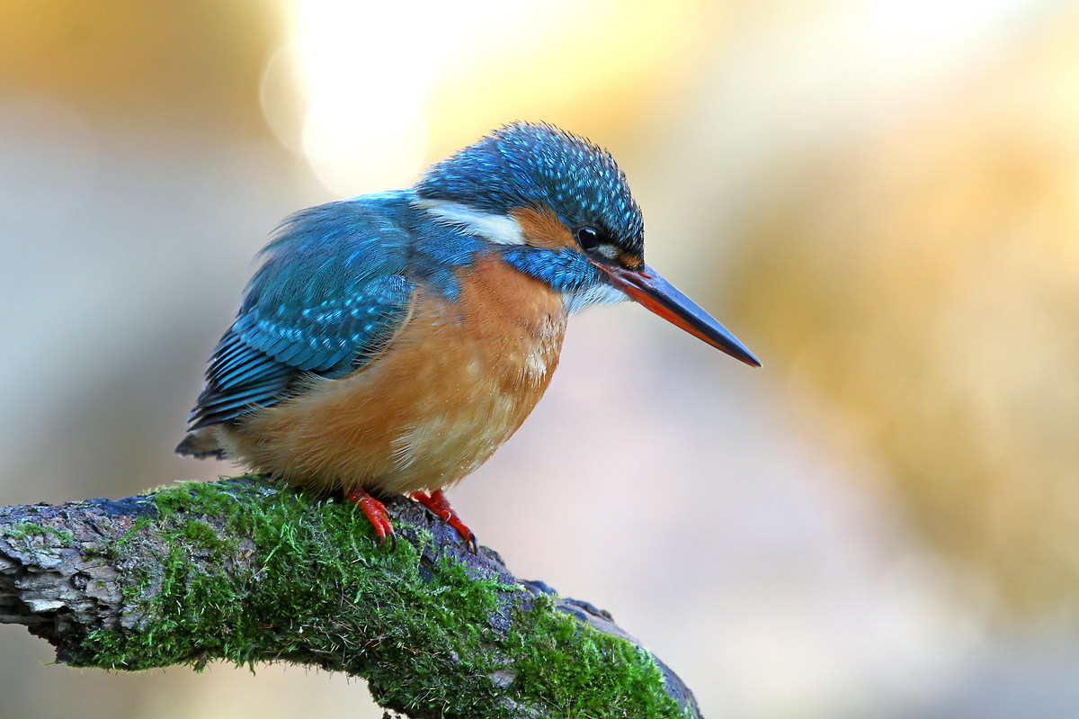 Kingfisher