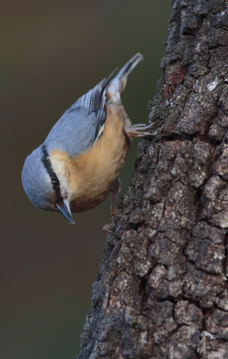 Nuthatch (Sitta europaea)