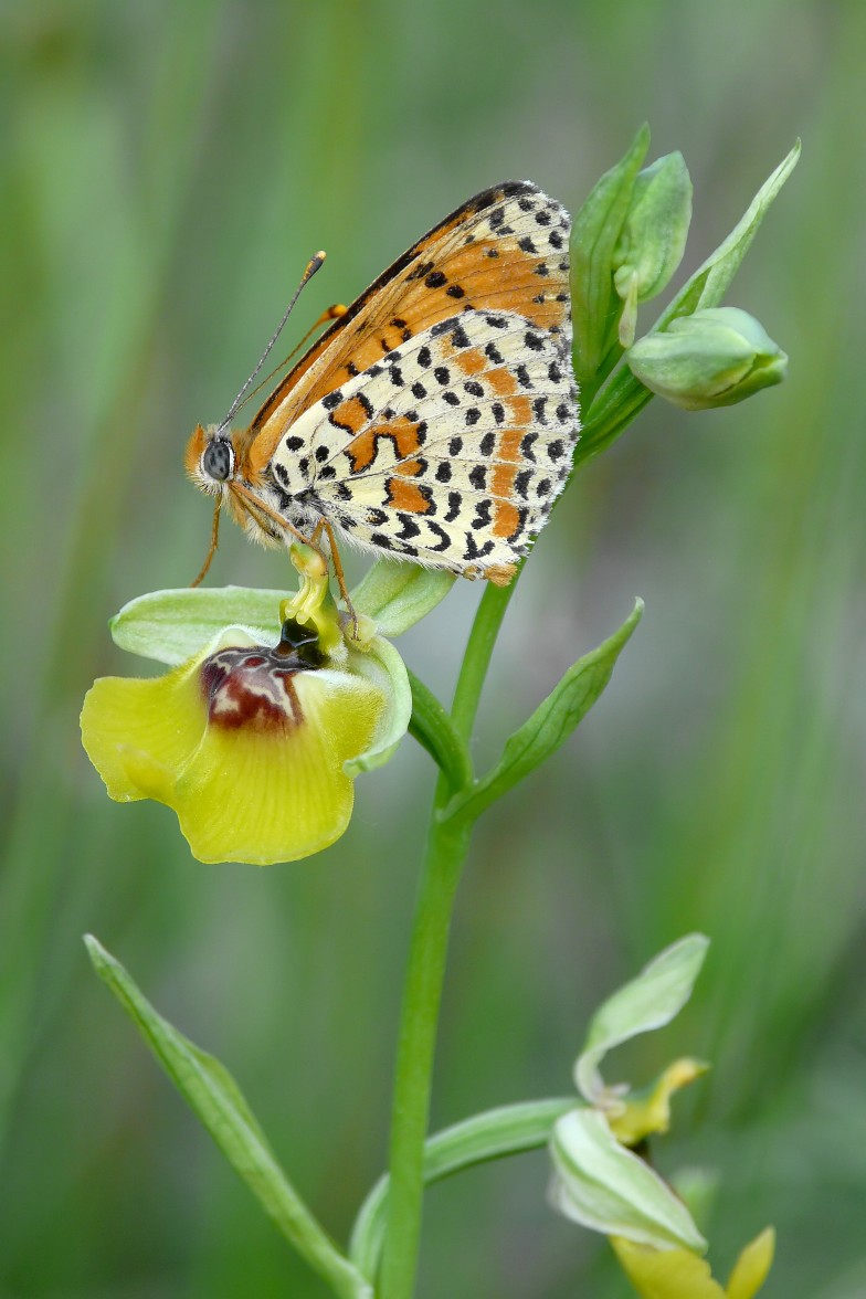 Ophrys lacaitae
