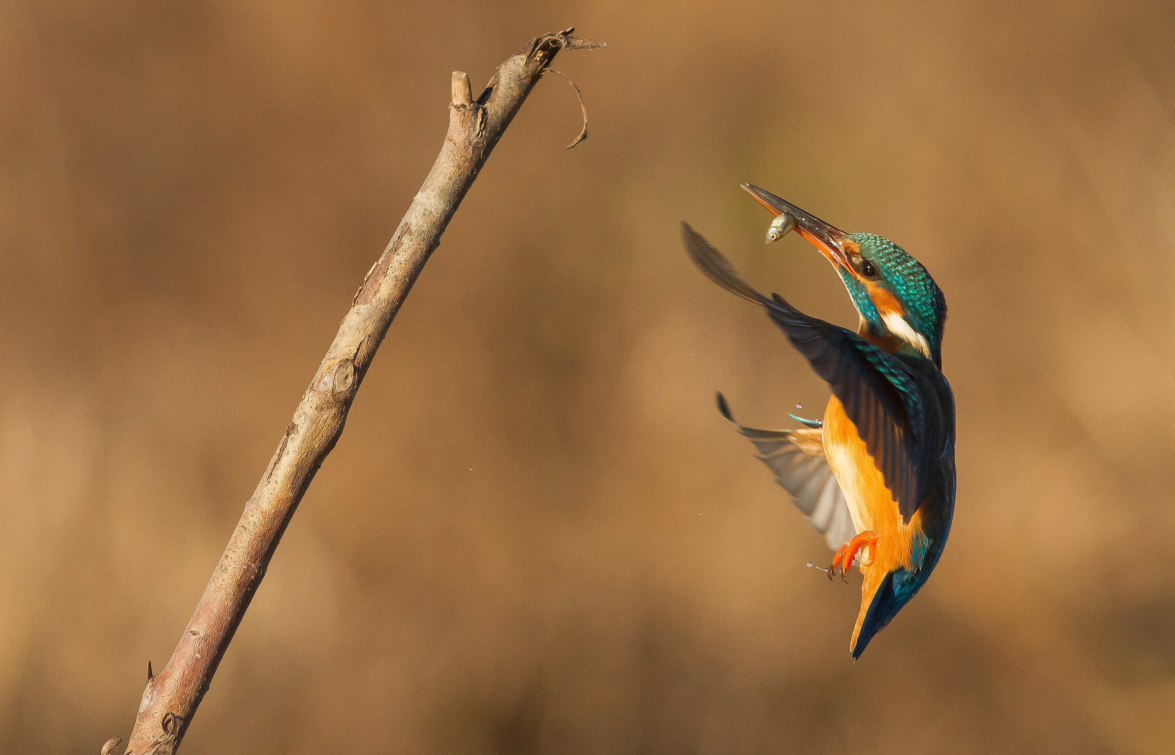 arrivooooo ,martina con pesce